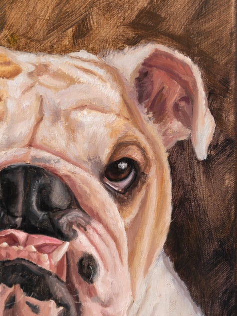 Close up of custom oil painting of an English bulldog's face, 12x16 inch pet portrait commission
