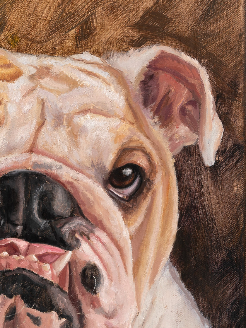 Close up of custom oil painting of an English bulldog's face, 12x16 inch pet portrait commission