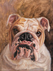 custom oil painting of an English bulldog's face, 12x16 inch pet portrait commission